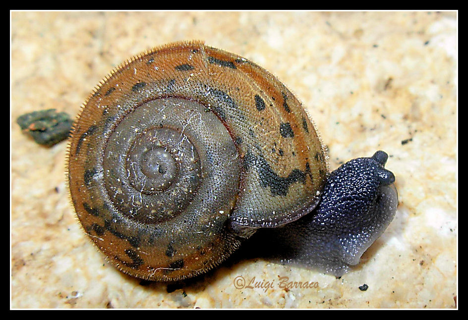 Chilostoma planospira siciliana